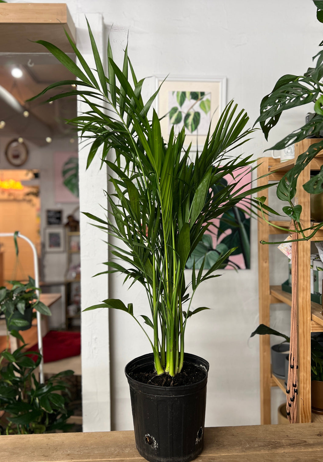 Cat Palm
