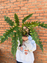 Load image into Gallery viewer, Philodendron 'Ring of Fire'
