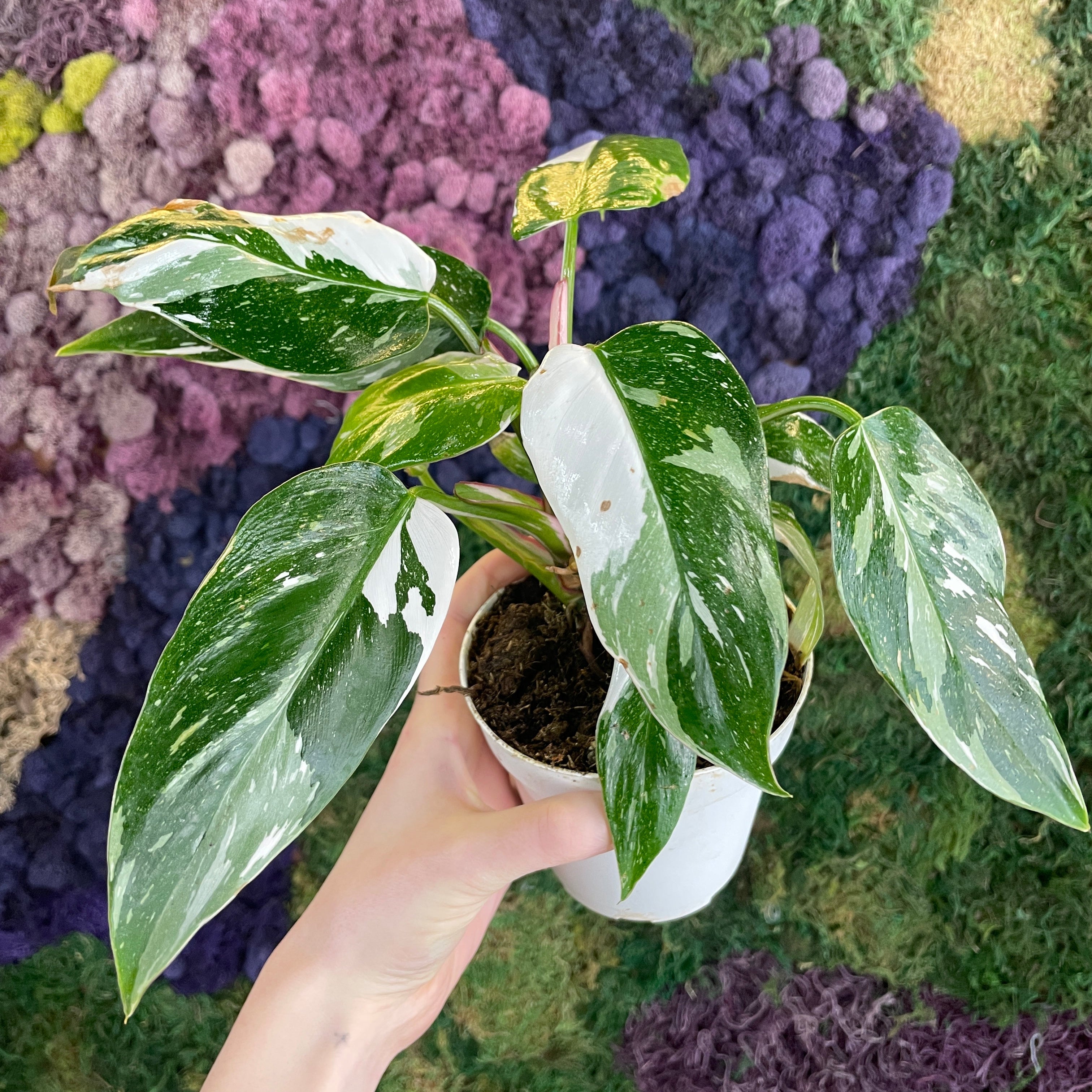 Philodendron White Princess – Habitat Plants + Coffee
