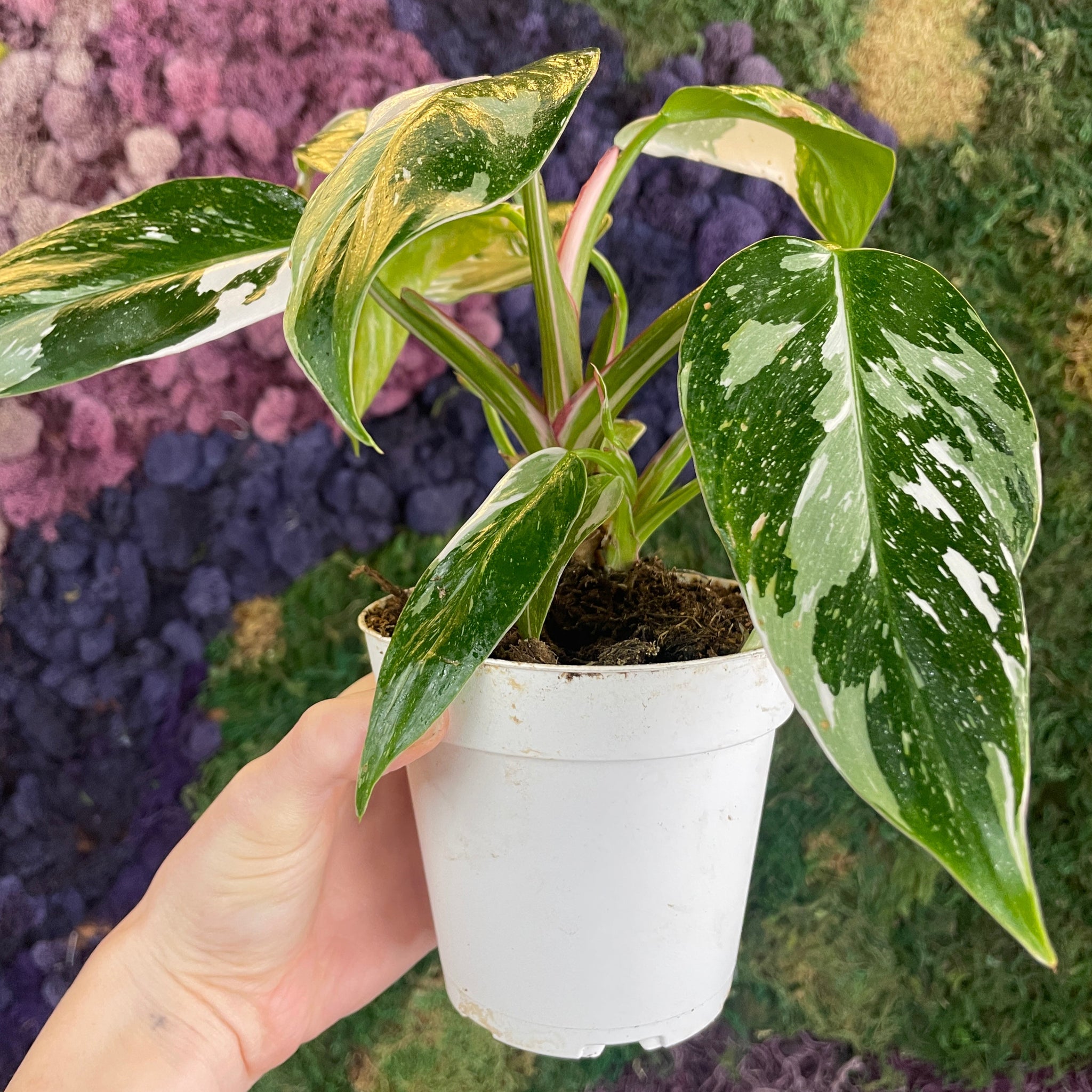 Philodendron White Princess – Habitat Plants + Coffee