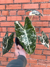 Load image into Gallery viewer, Alocasia Frydek Variegated
