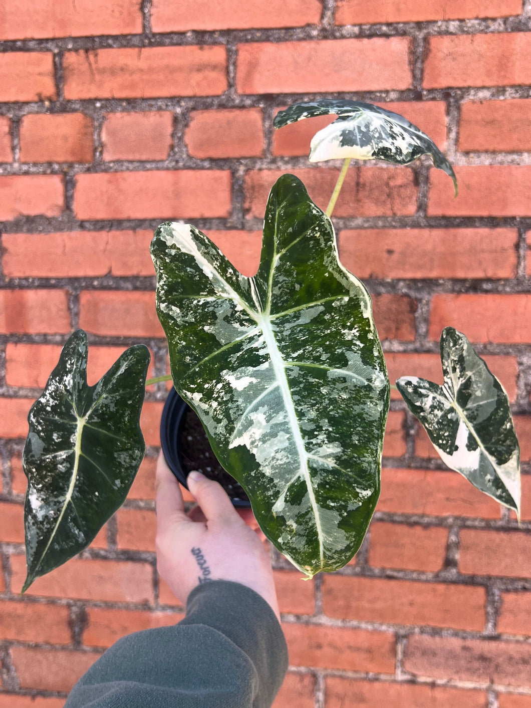 Alocasia Frydek Variegated