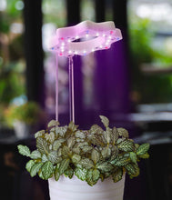 Load image into Gallery viewer, Bloomie Indoor Grow Light
