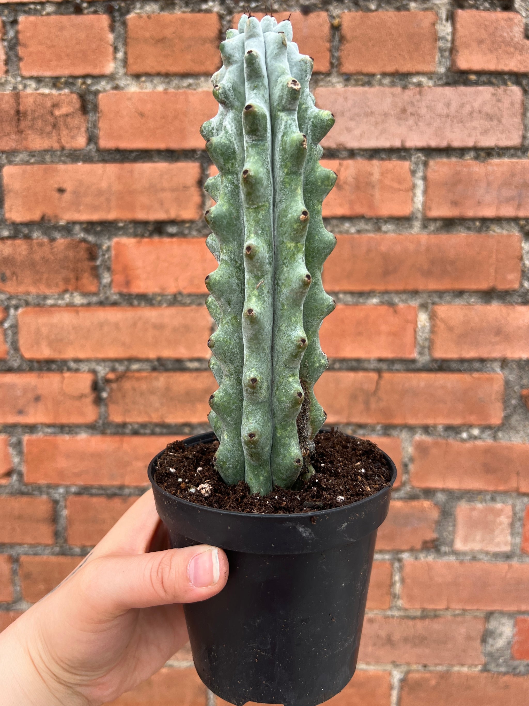 booby succulent Stenocereus Beneckei Ghost White Boobie Cactus