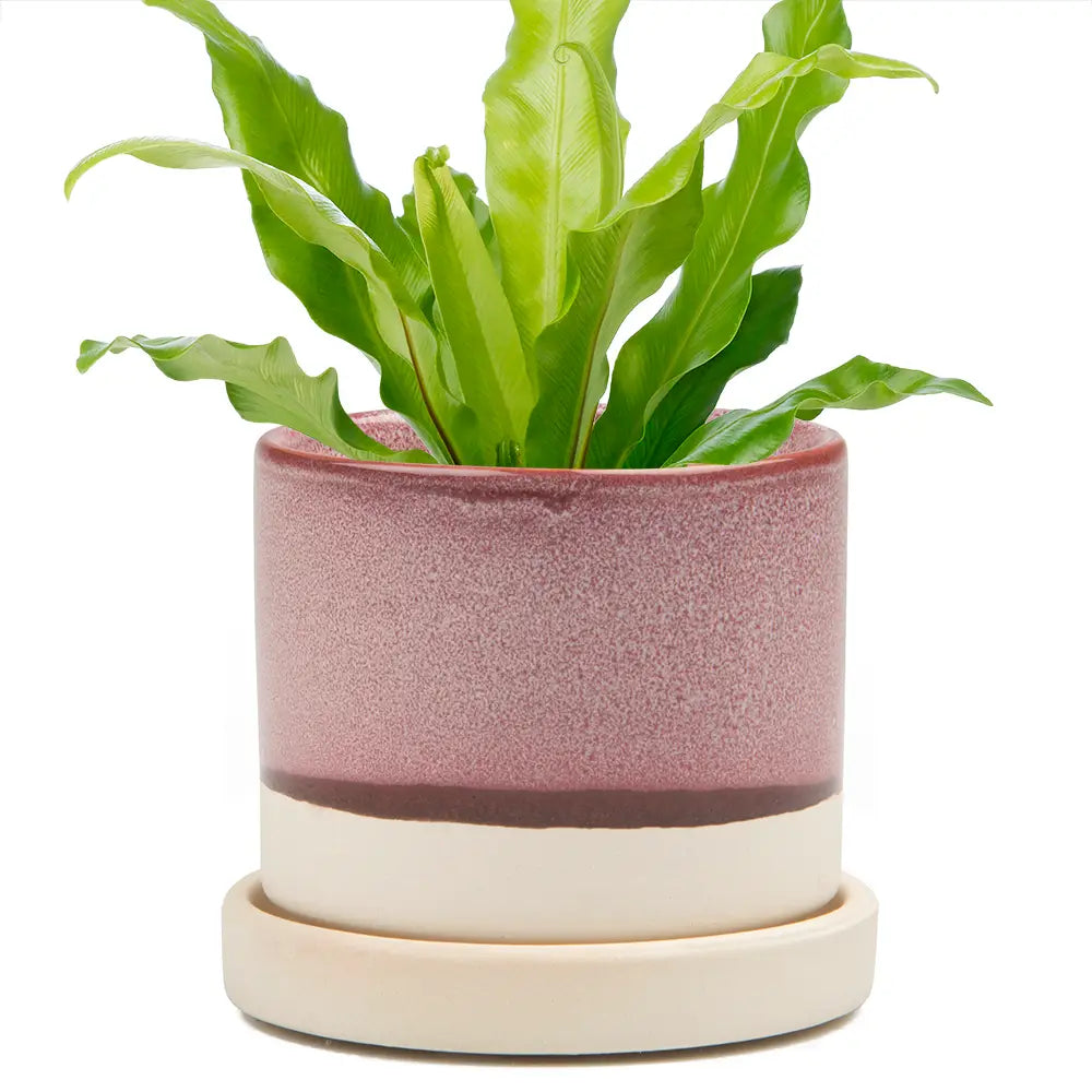 habitat planter pots Minute Ceramic Plant Pots Indoor 5" – Habitat Plants + Coffee