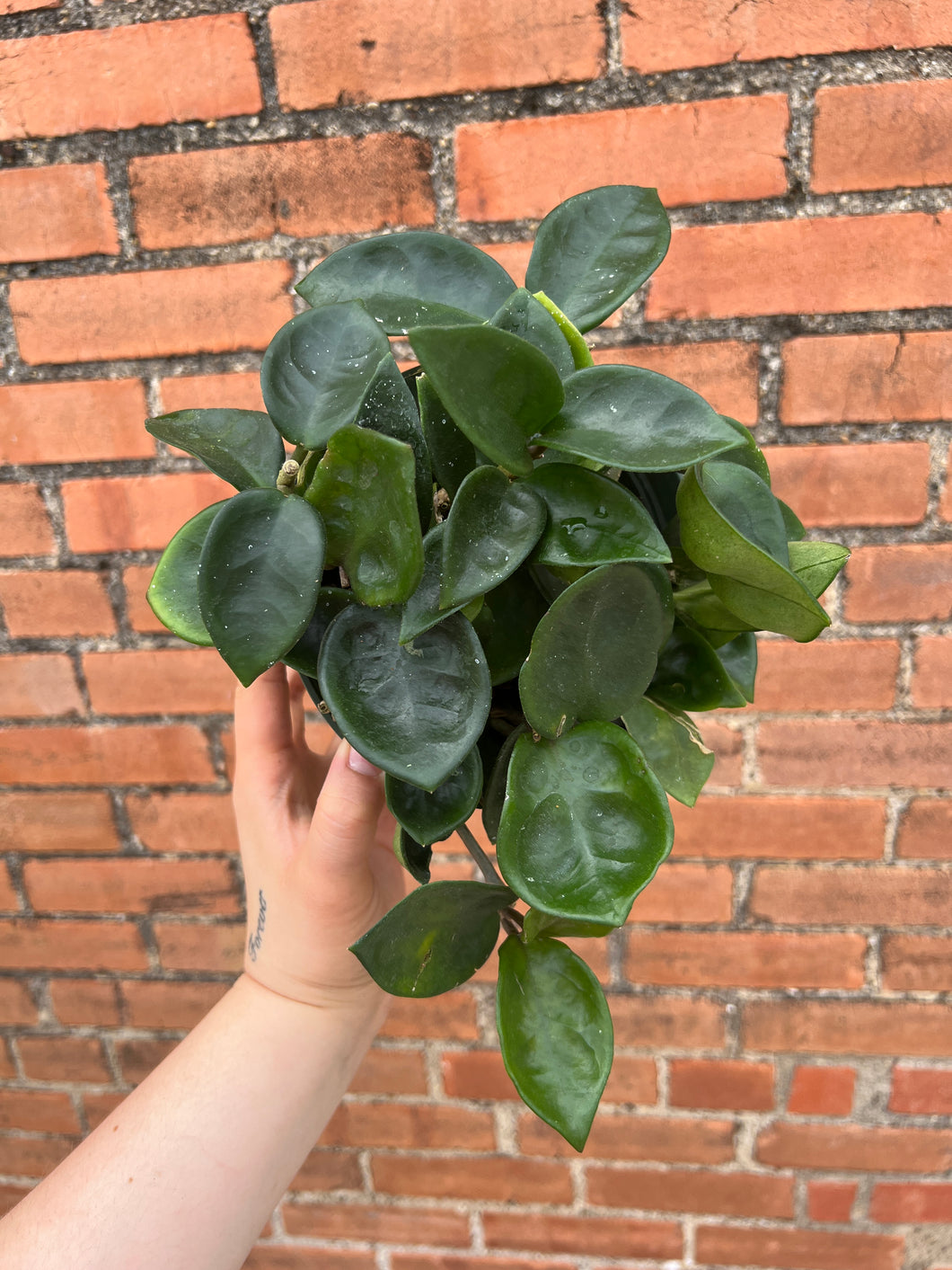 Hoya Chelsea