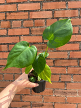 Load image into Gallery viewer, Monstera Deliciosa
