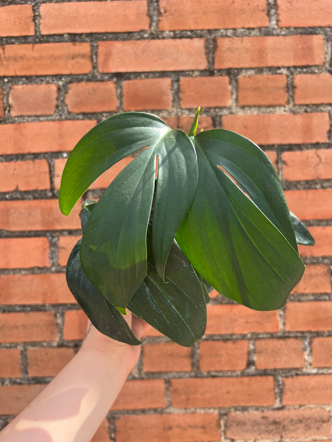 Rhaphidaphora Decursiva / Dragon's Tail