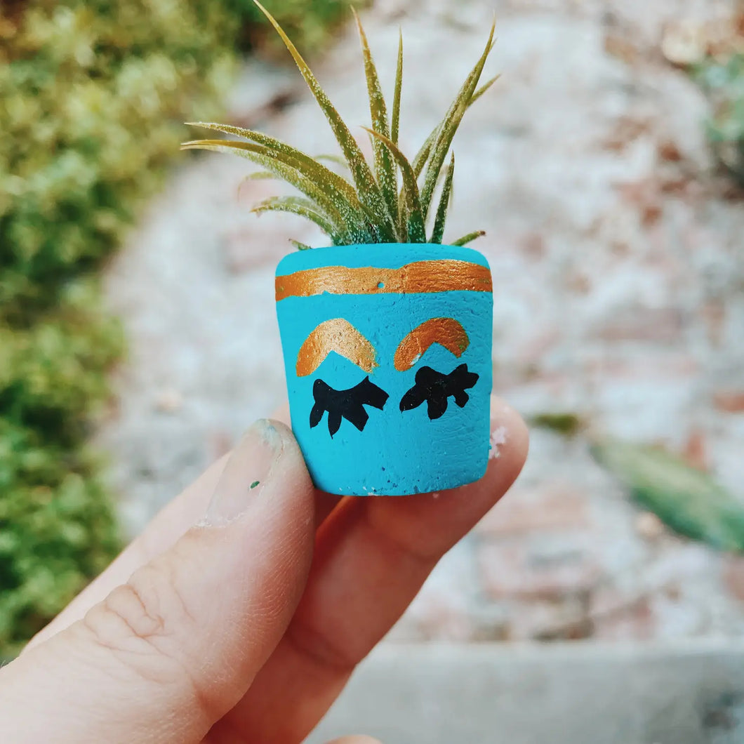 The Holly Pot Mini Airplant