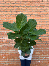 Load image into Gallery viewer, Fiddle Leaf Fig
