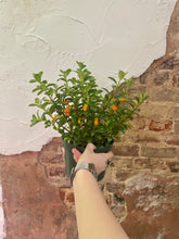 Load image into Gallery viewer, Goldfish Plant

