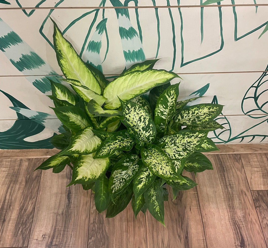 dieffenbachia habitat Dieffenbachia Variety