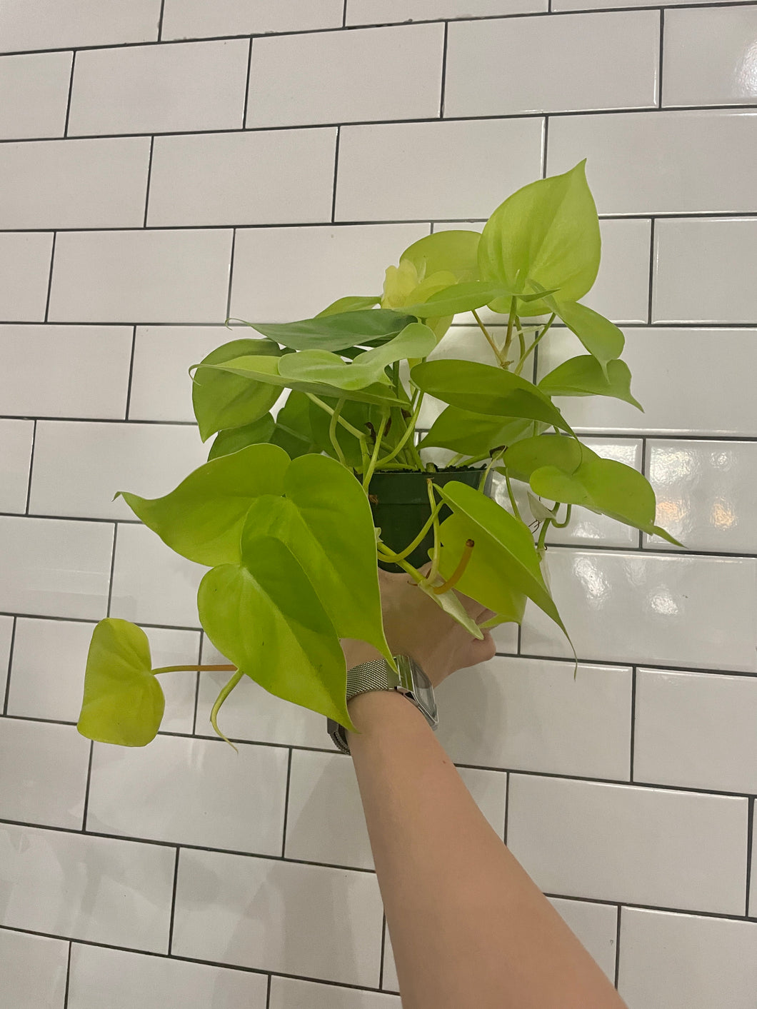 Philodendron Cordatum 'Neon' – Habitat Plants + Coffee