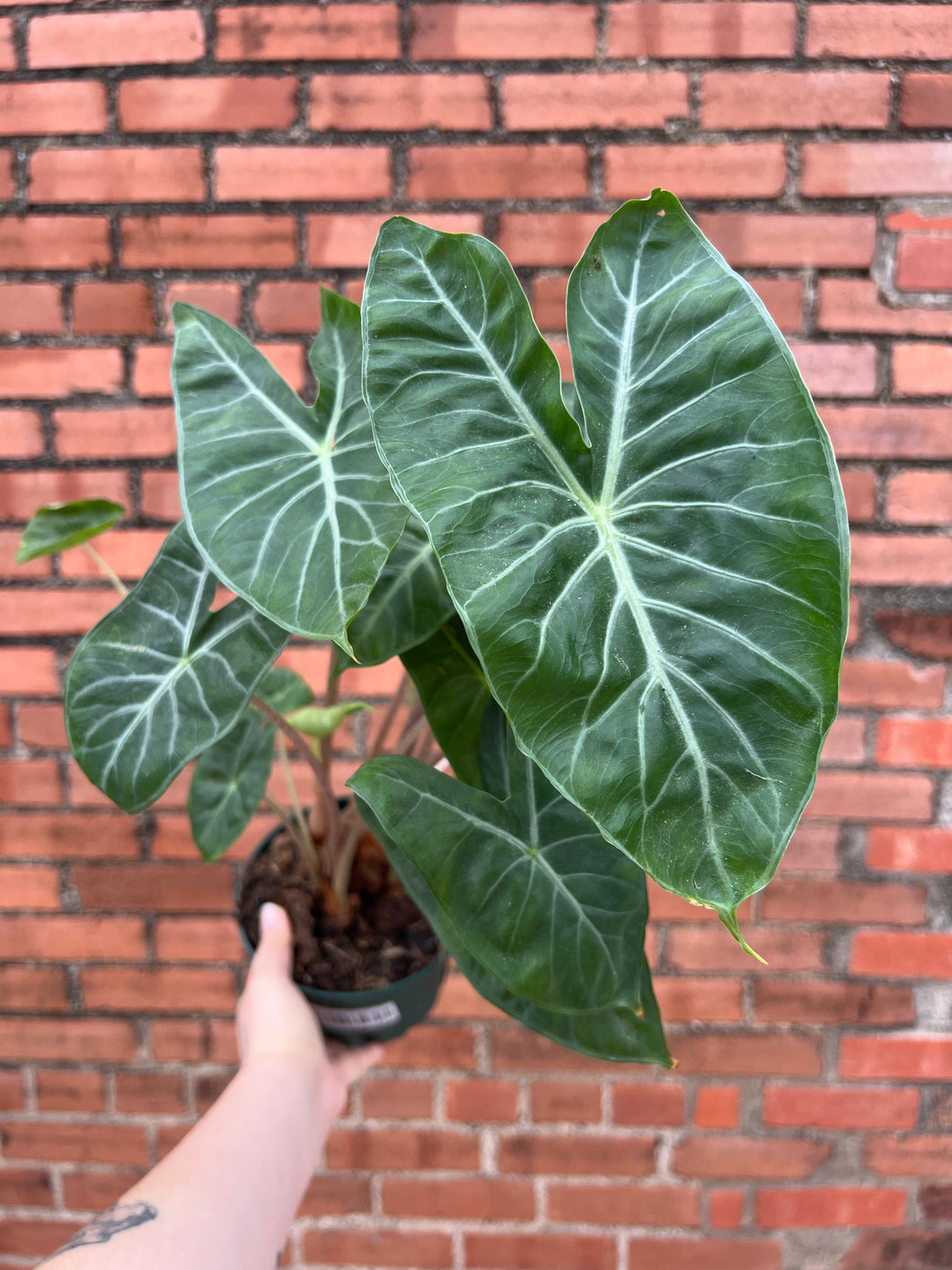 Alocasia 'Ivory Coast'