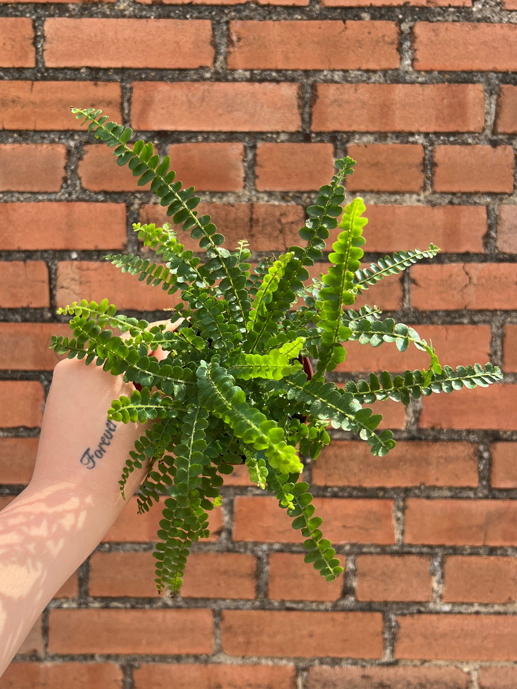 Lemon Button Fern