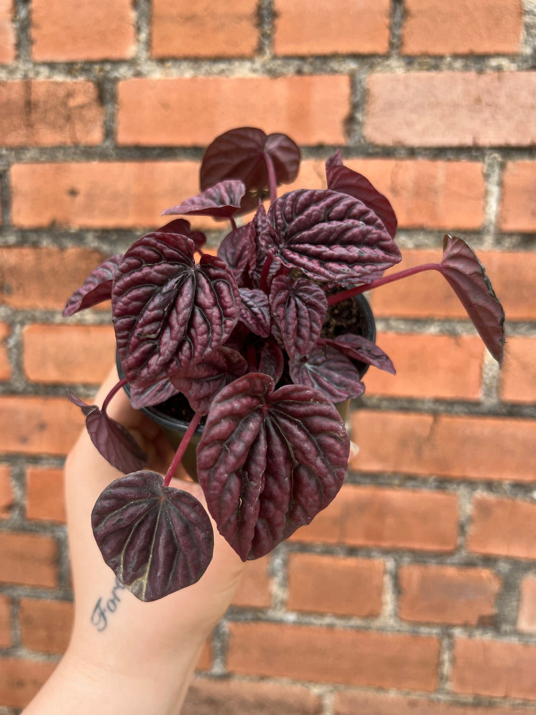 Peperomia Luna Red