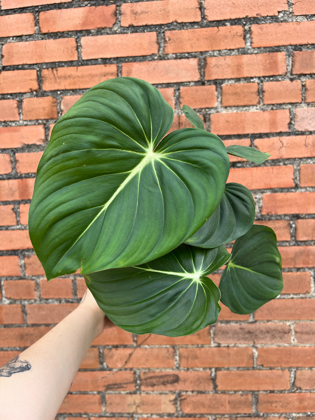 Philodendron McDowell