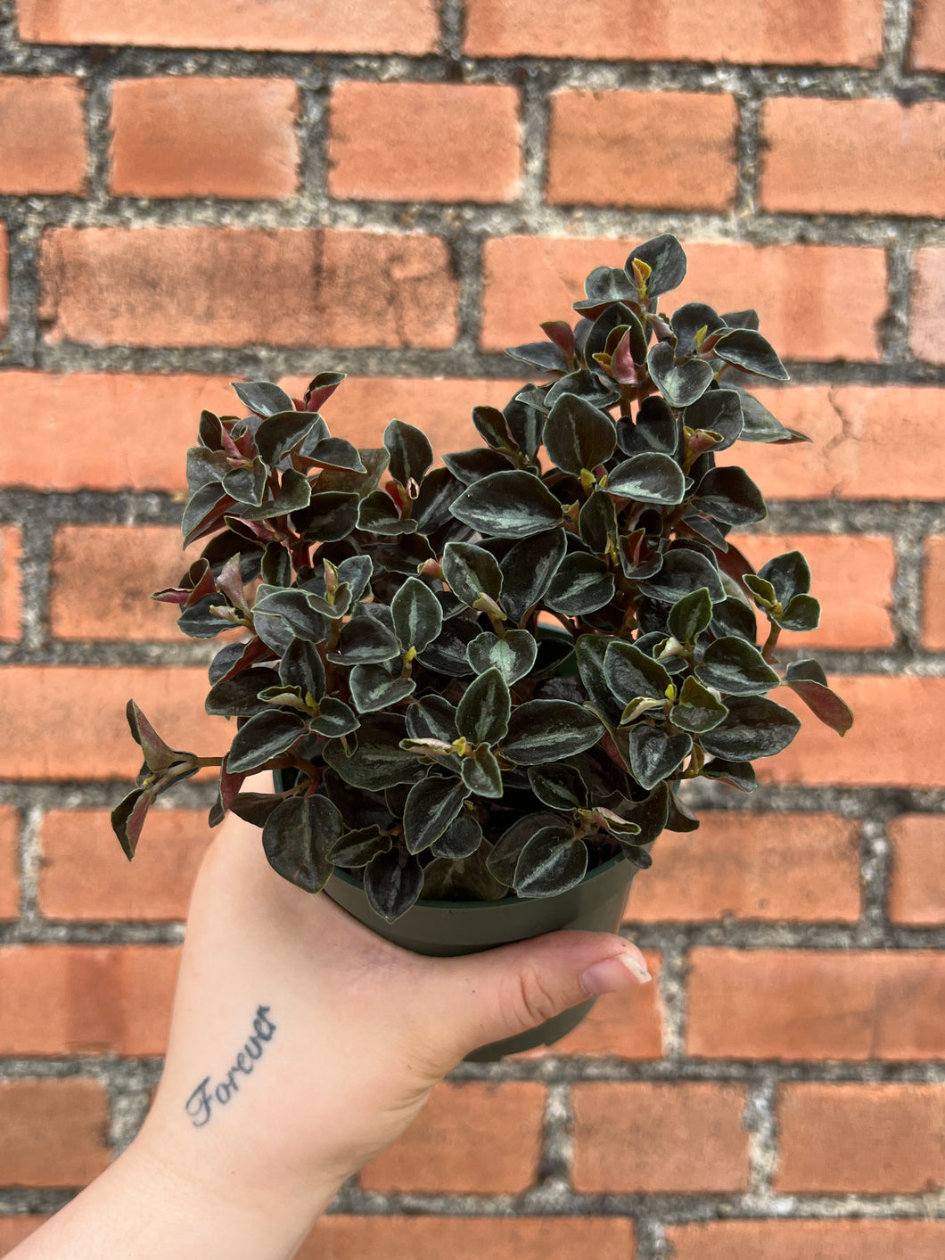 Peperomia Metallica