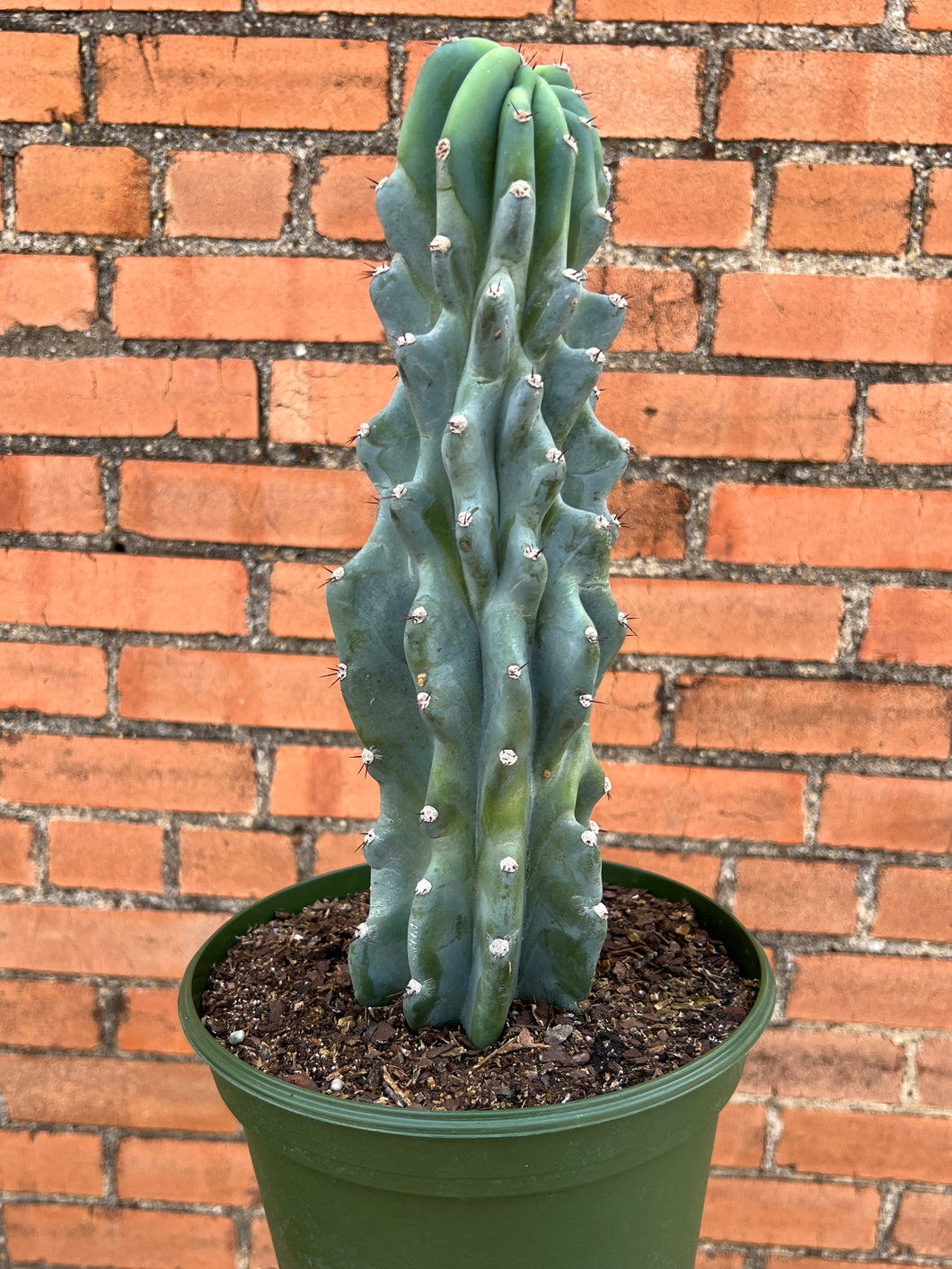 Blue Monstrosus Cactus