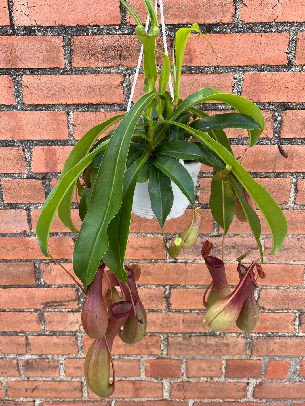 Nepenthes 'Pitcher Plant'