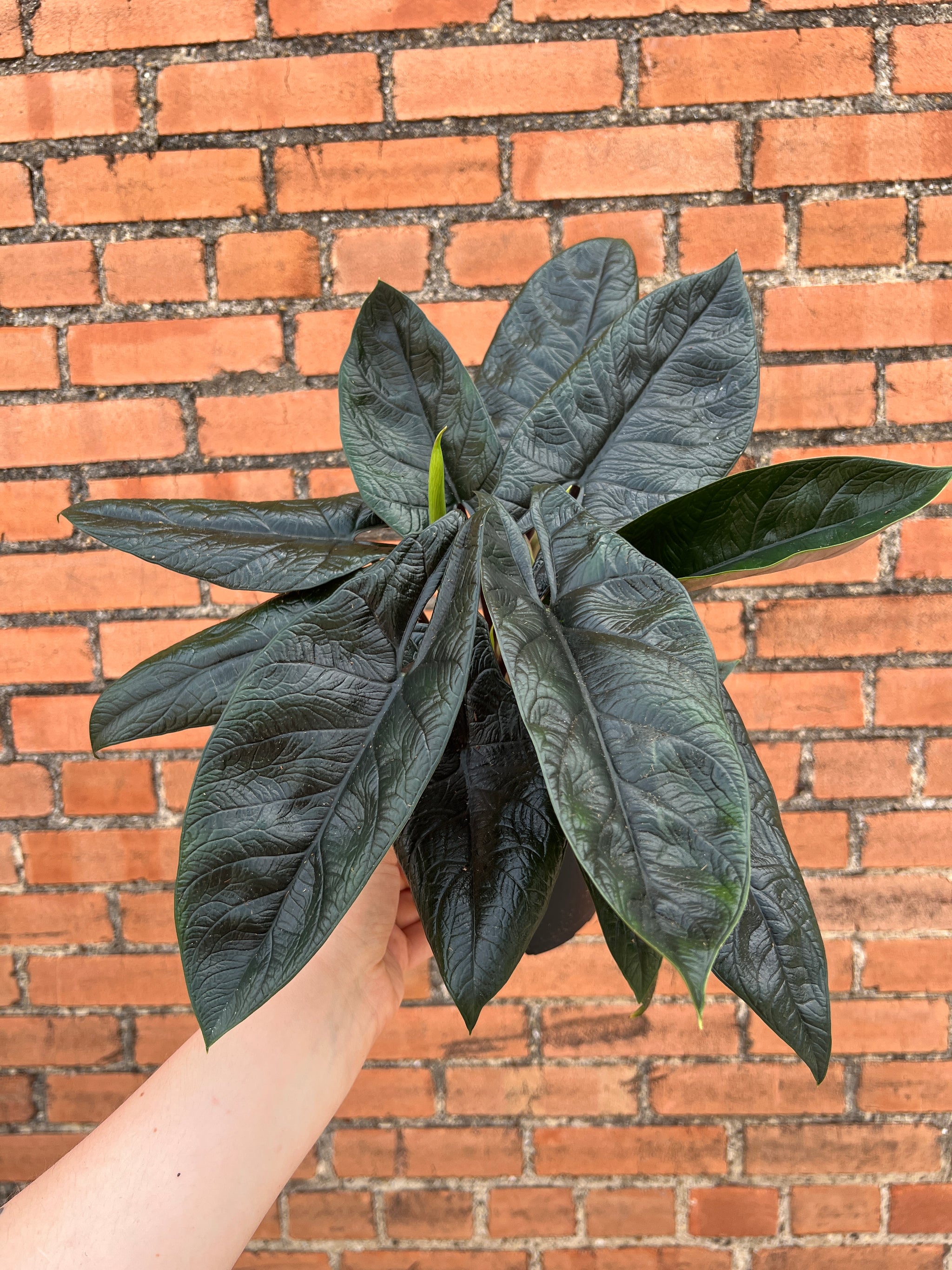 scalprum plant Alocasia Scalprum – Habitat Plants + Coffee