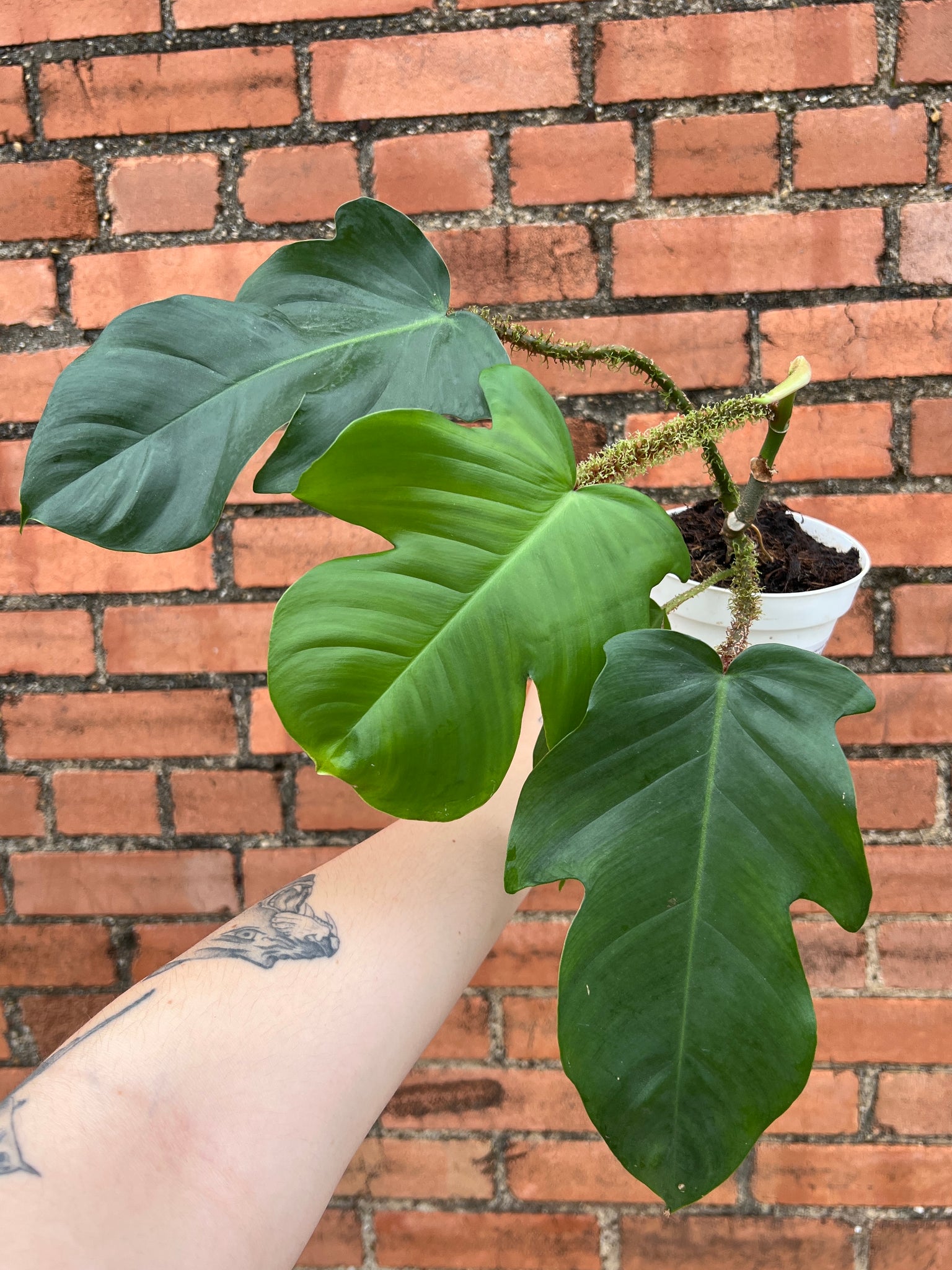 squamiferum philodendron Philodendron Squamiferum – Habitat Plants + Coffee