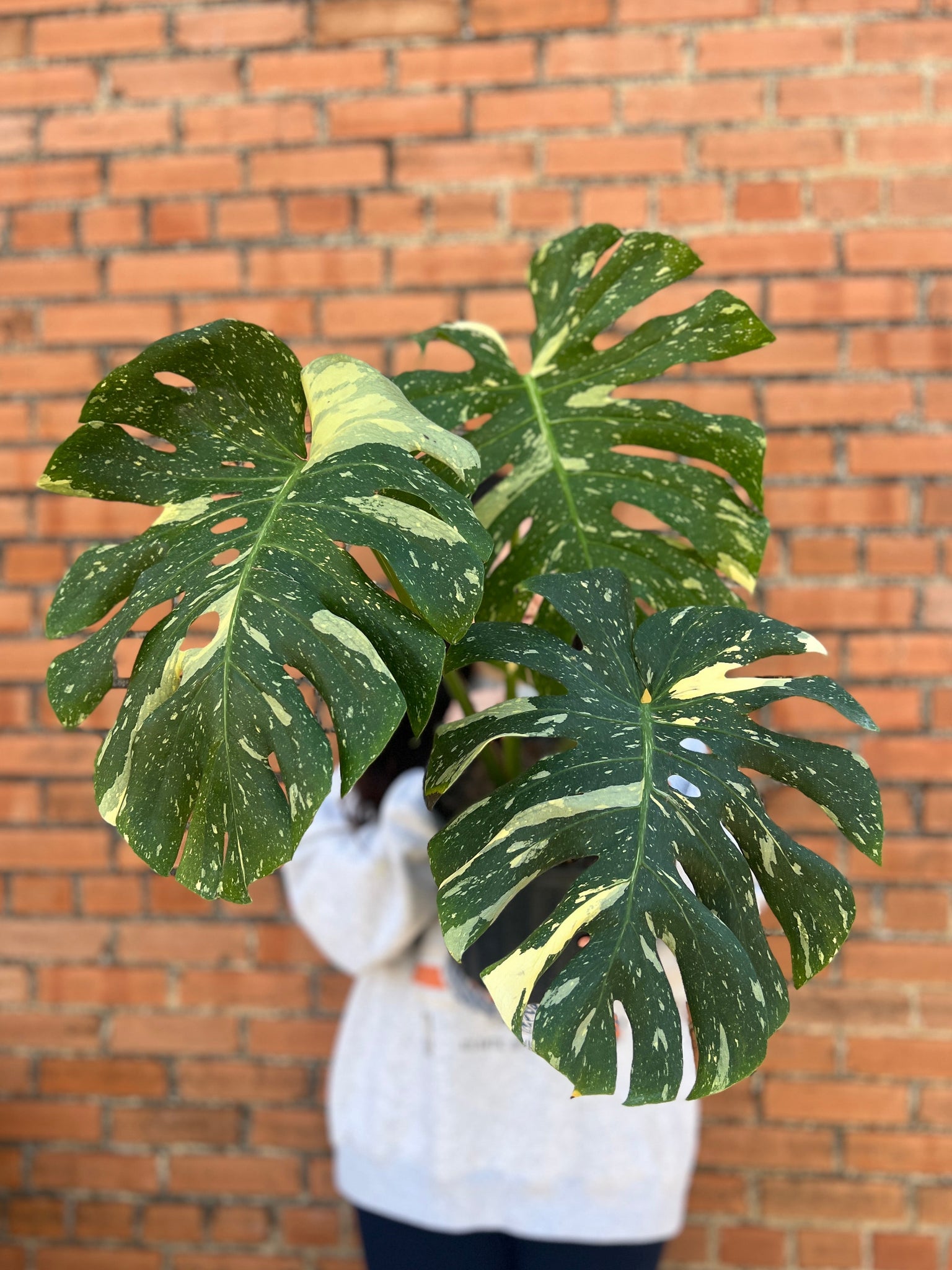thai con monstera Monstera Thai Constellation – Habitat Plants + Coffee