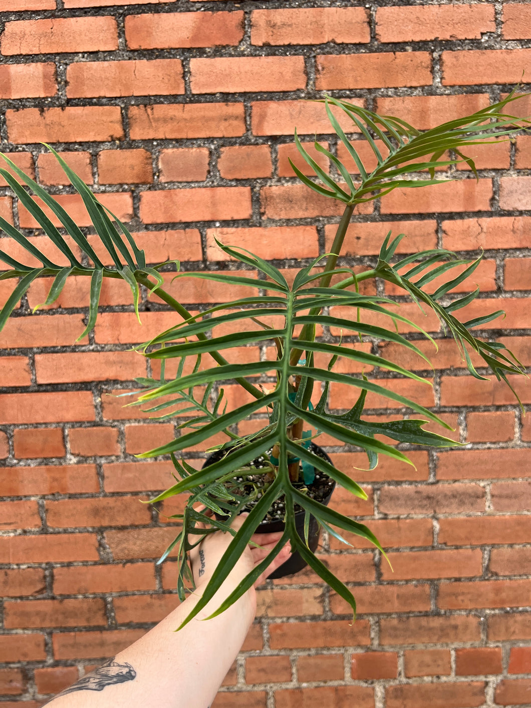 Philodendron Tortum