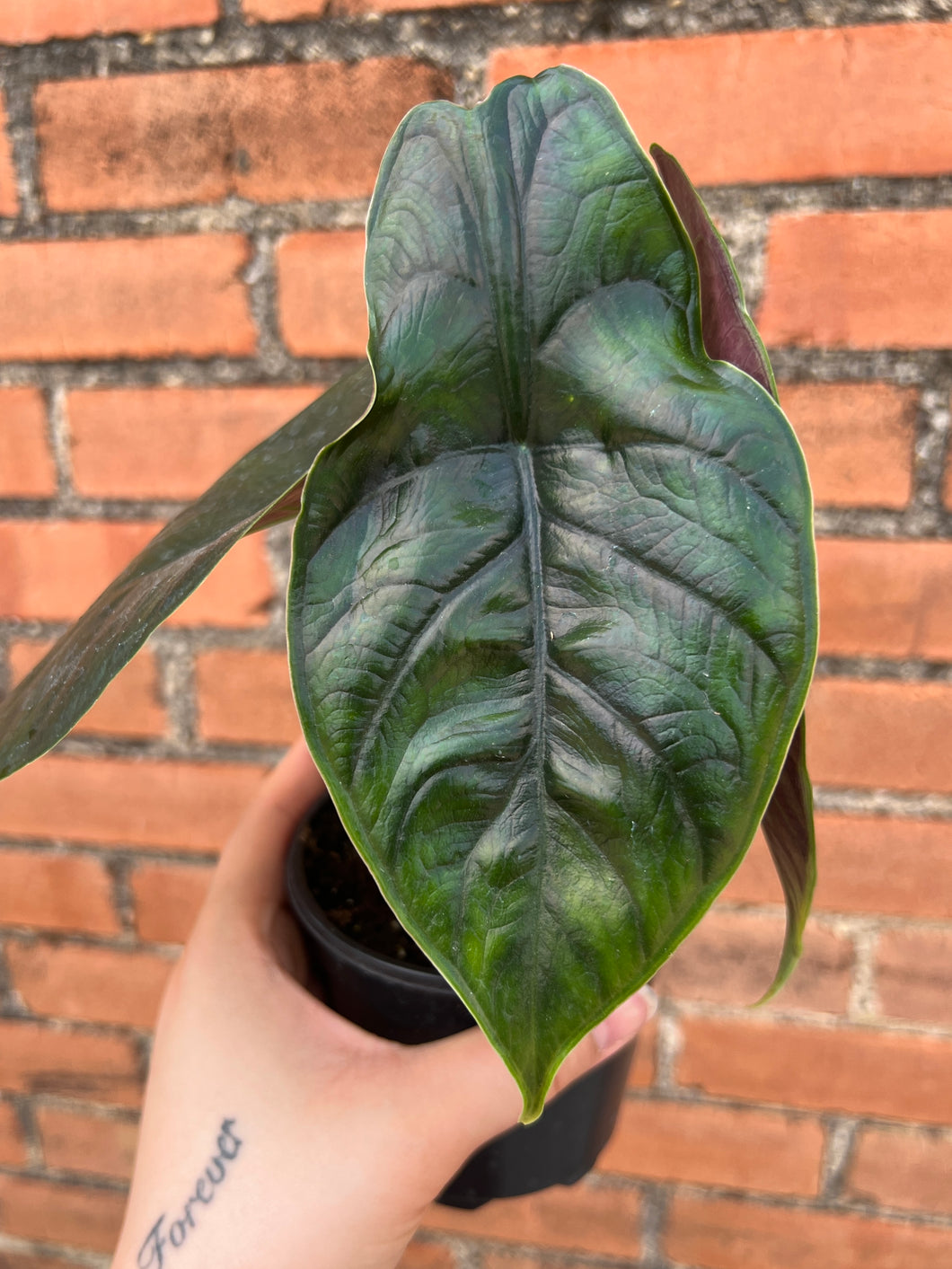 Alocasia Green Unicorn