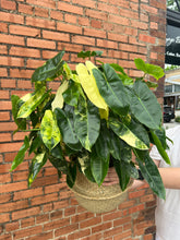 Load image into Gallery viewer, Philodendron Burle Marx Variegated
