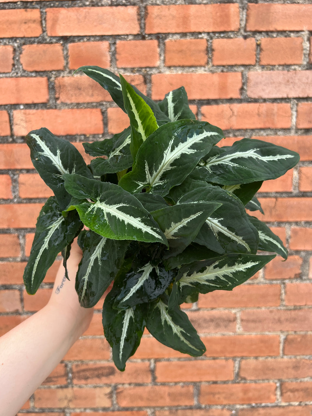 Syngonium Wendlandii