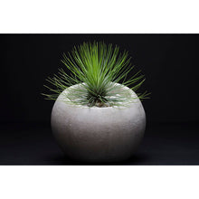 Load image into Gallery viewer, Tillandsia Andreana Air Plant
