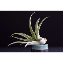 Load image into Gallery viewer, Air Plant Tillandsia &#39;Peach Capitata&#39;
