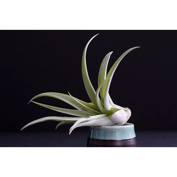 Air Plant Tillandsia 'Peach Capitata'