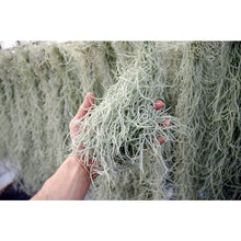 Load image into Gallery viewer, Live Spanish Moss

