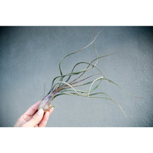 Load image into Gallery viewer, Tillandsia Baileyi &quot;Pseudobaileyi&quot; Striped Air plant
