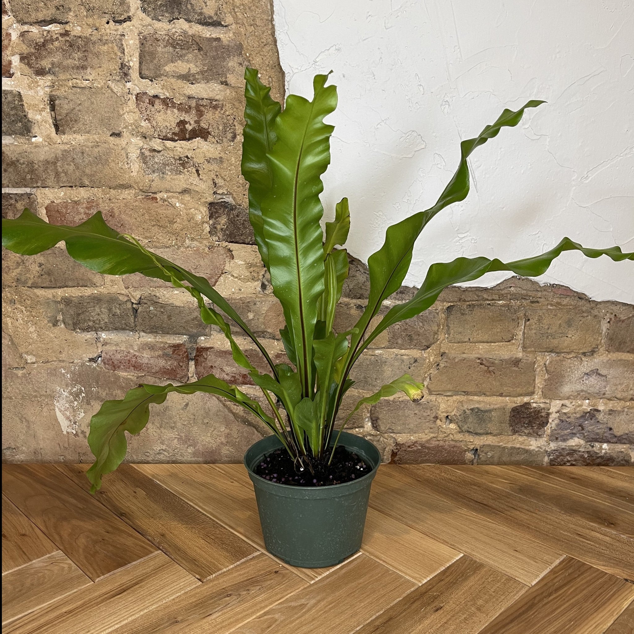 birds nest fern flat Bird's Nest Fern – Habitat Plants + Coffee