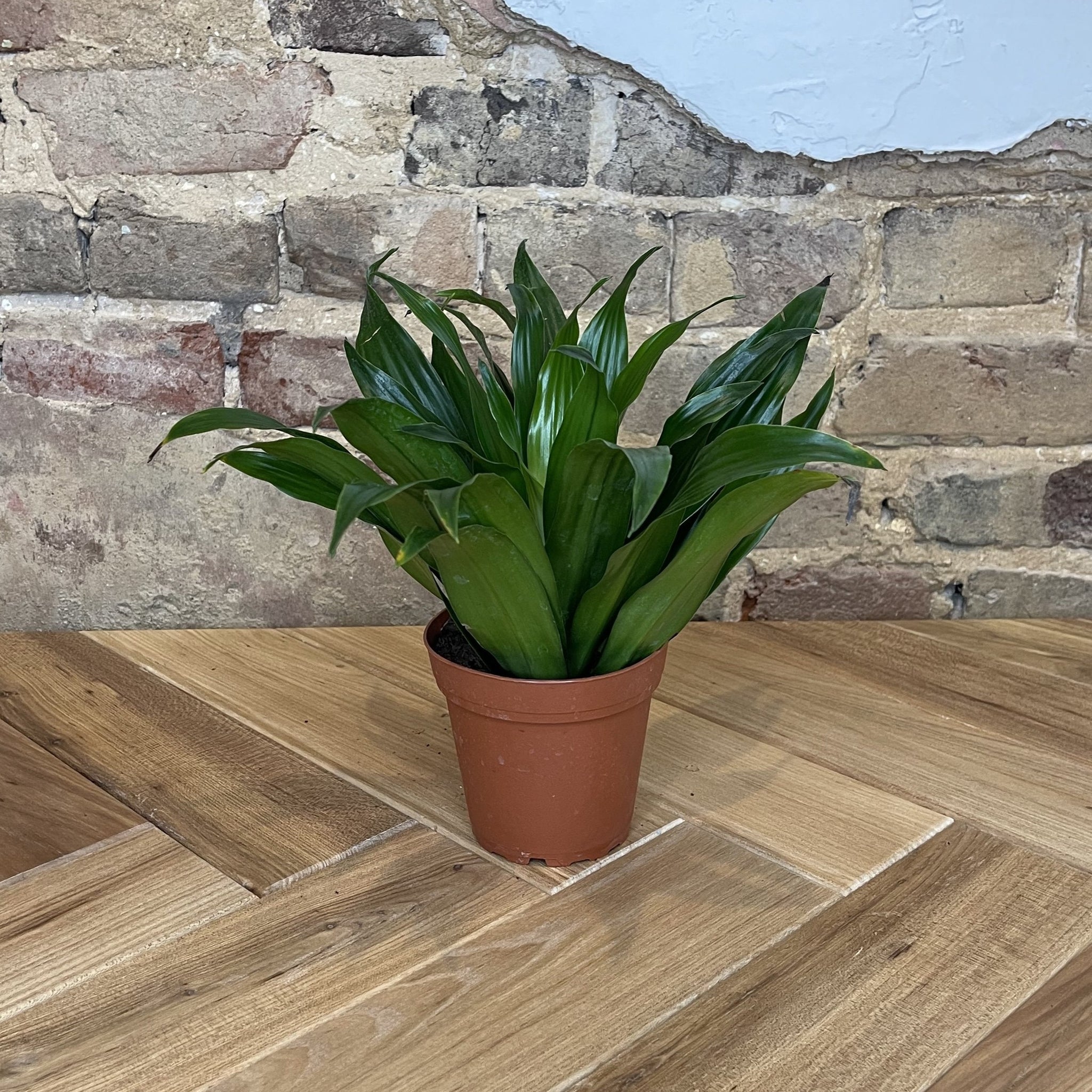 Dracaena 'Janet Craig' – Habitat Plants + Coffee