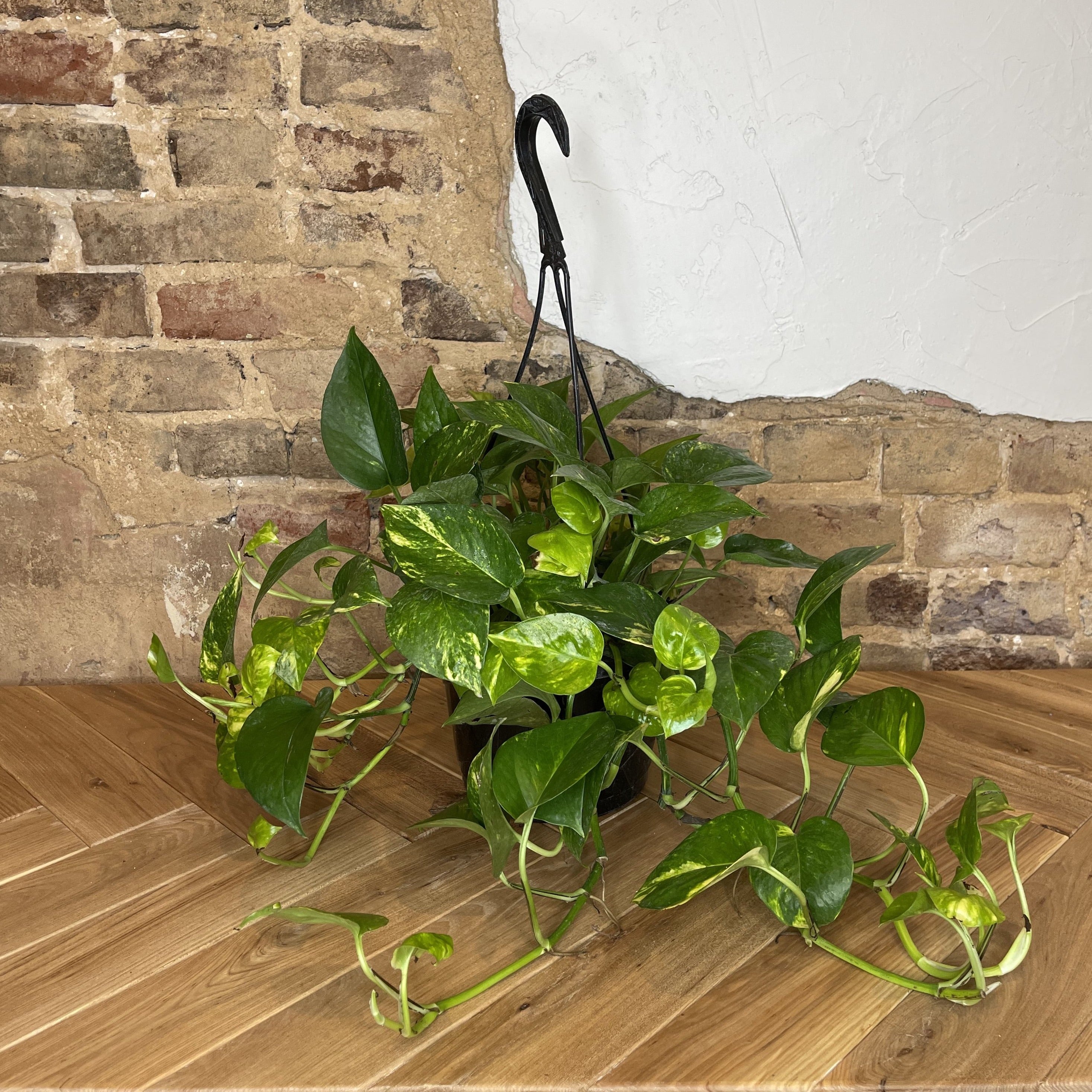 Pothos 'Golden' – Habitat Plants + Coffee