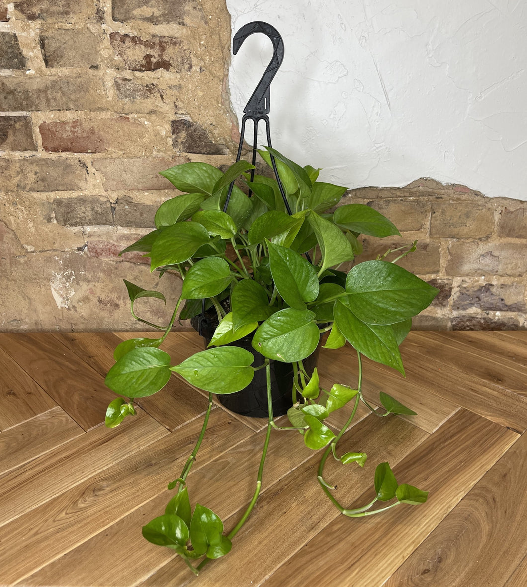 pothos jade plant Pothos 'Jade' – Habitat Plants + Coffee