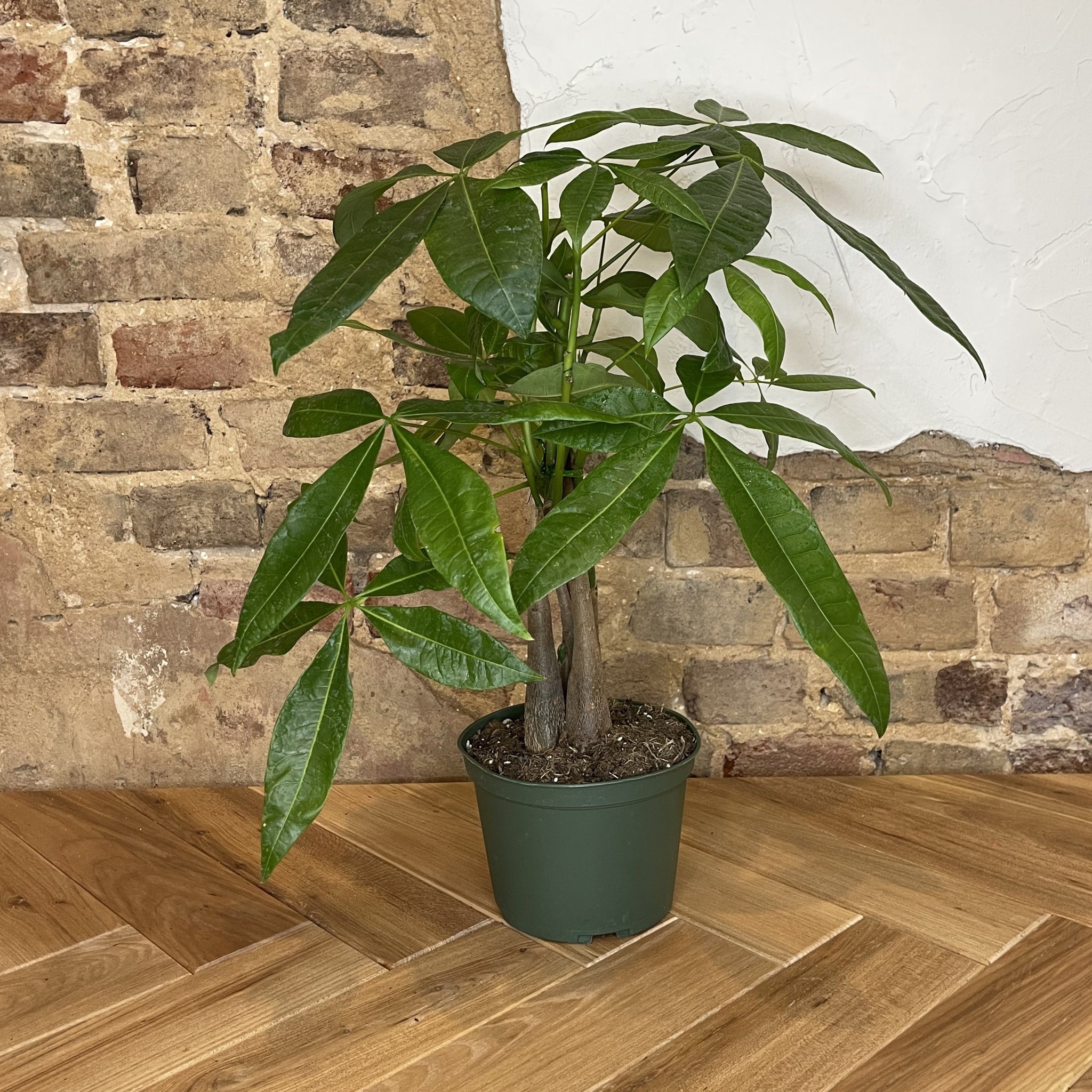 money tree braided pachira aquatica Money Tree Braid - Live Plant in an 10 Inch Growers Pot - Pachira Aquatica