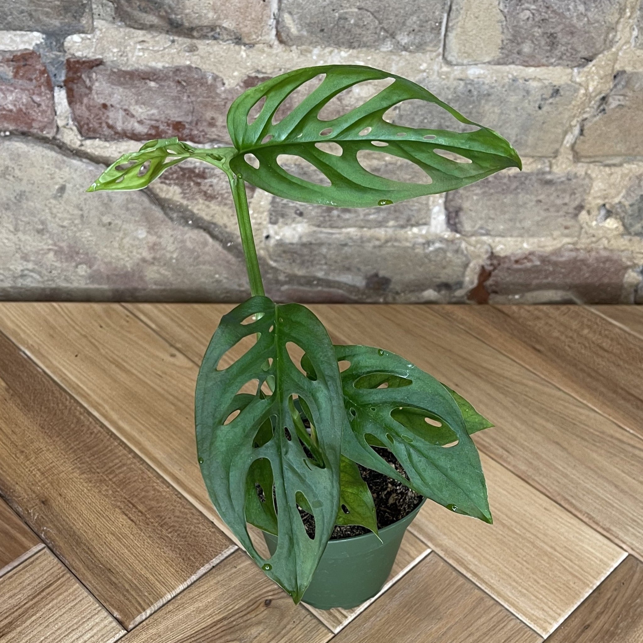 monstera adansonii natural habitat Monstera Adansonii – Habitat Plants + Coffee