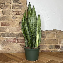 Load image into Gallery viewer, Snake Plant Zeylanica

