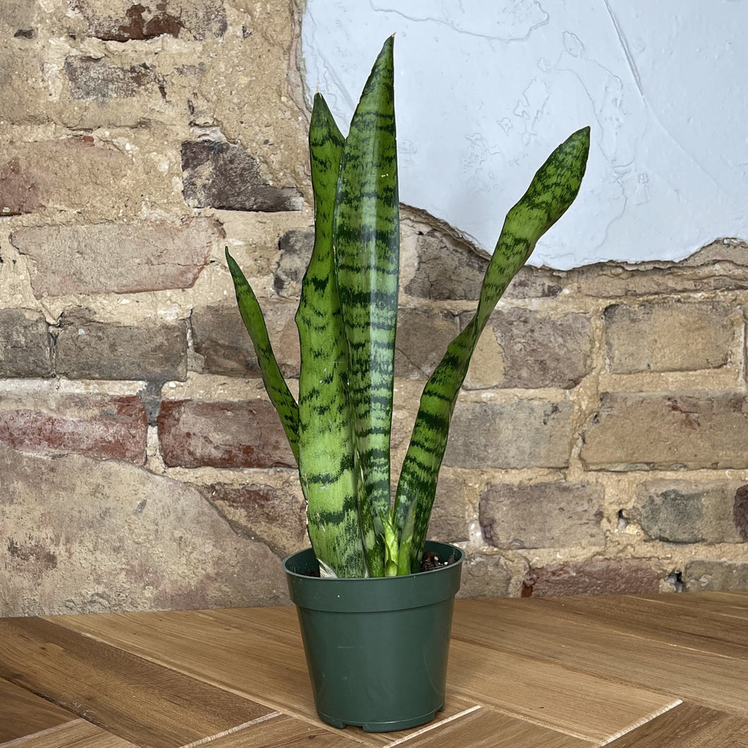 Snake Plant Zeylanica