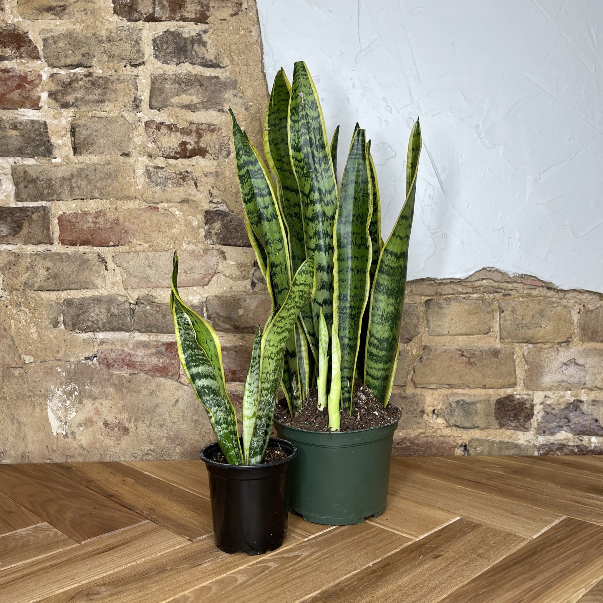 snake plant habitat Snake Plant Laurentii