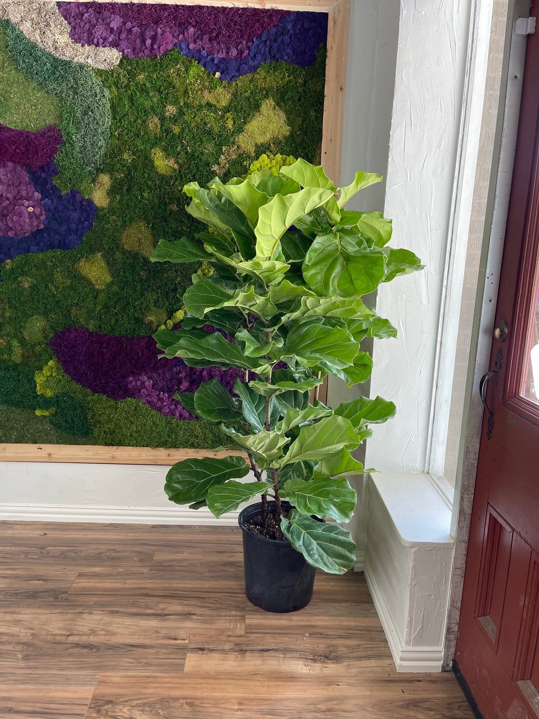 Fiddle Leaf Fig