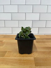 Load image into Gallery viewer, Hoya &#39;Rope Plant&#39; Variegated
