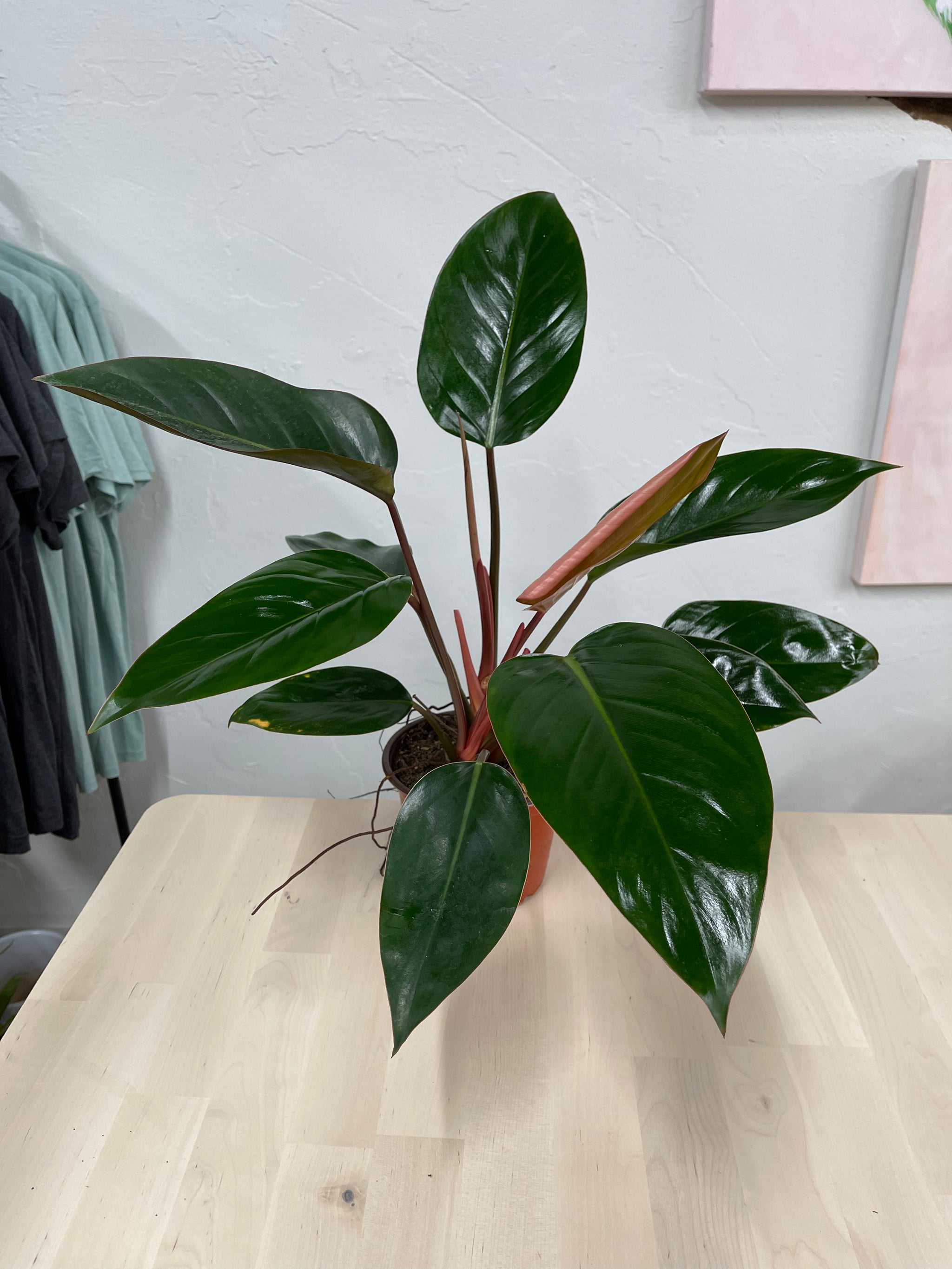 philodendron red congo vs red emerald Philodendron 'Congo Rojo' – Habitat Plants + Coffee