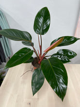 Load image into Gallery viewer, Philodendron &#39;Congo Rojo&#39;
