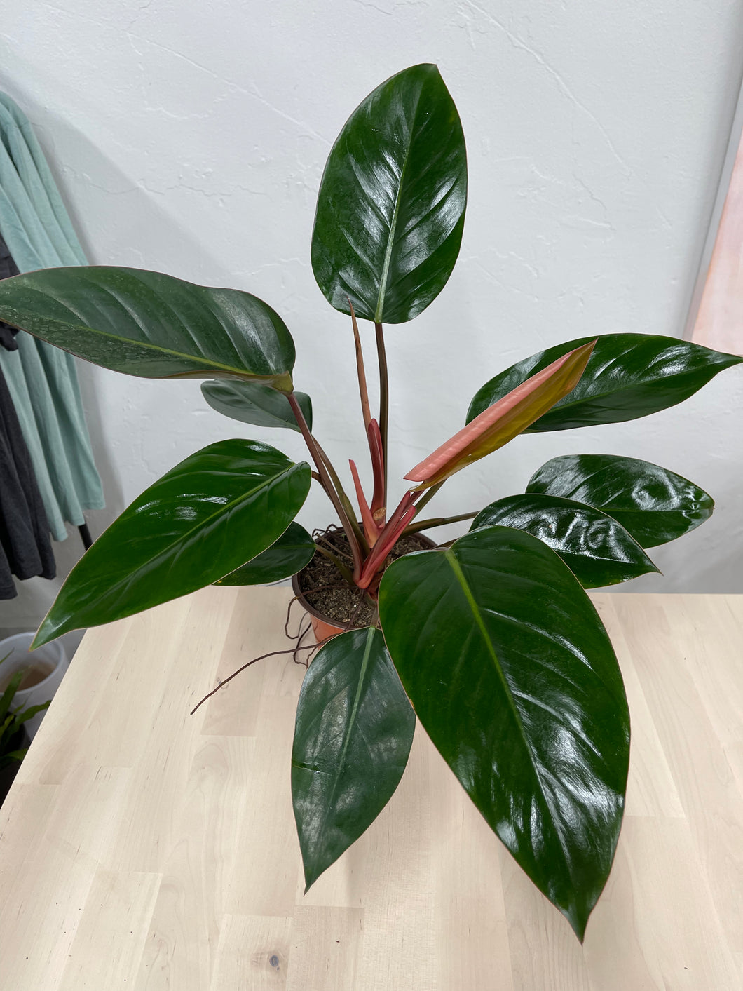 rojo congo philodendron for sale Philodendron 'Red Congo' 8"
